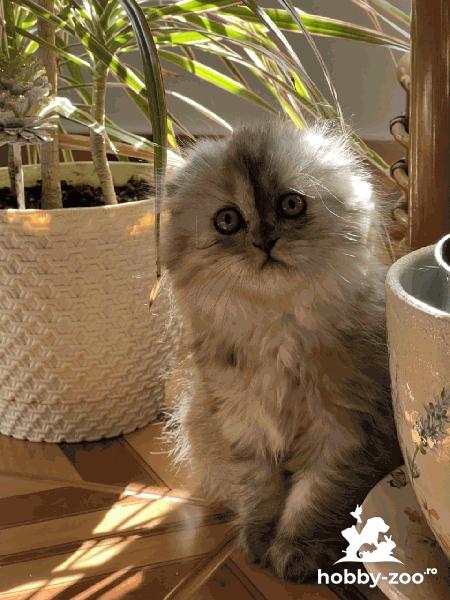 Scottish Fold, fetita, 2 luni, exemplar frumos
