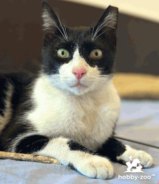 Muezin, Motanul Fermecat