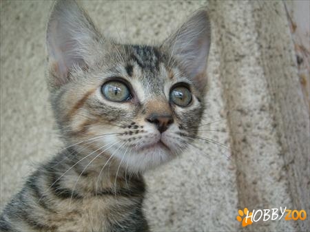 Ofer spre adoptie pisicuta