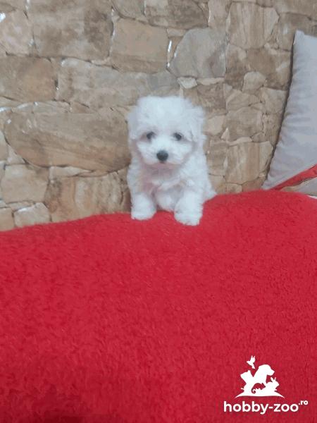 Puiuti Bichon Maltese