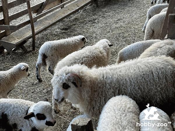 Bio fermă vinde miei la 16 lei
