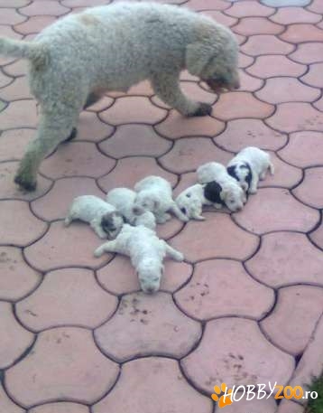vind catei de  lagotto      