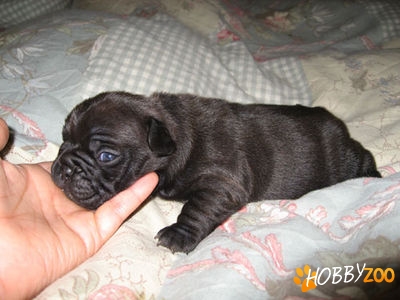 cane corso negri