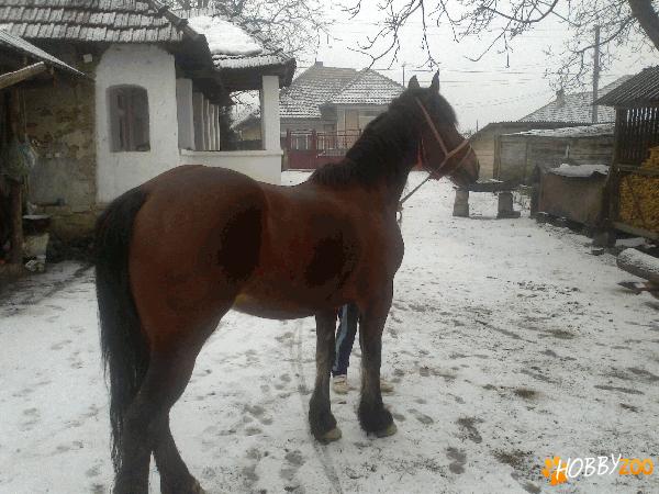 Vand iepe de trasura si nu numai