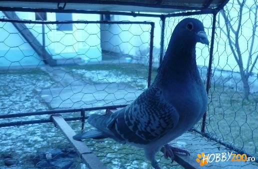 porumbel solzat  mascul