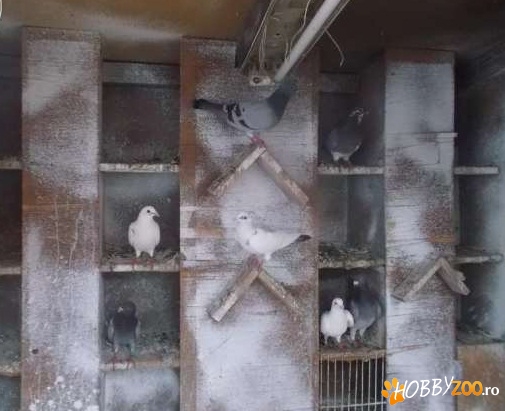 Porumbei voiajori diferite culori