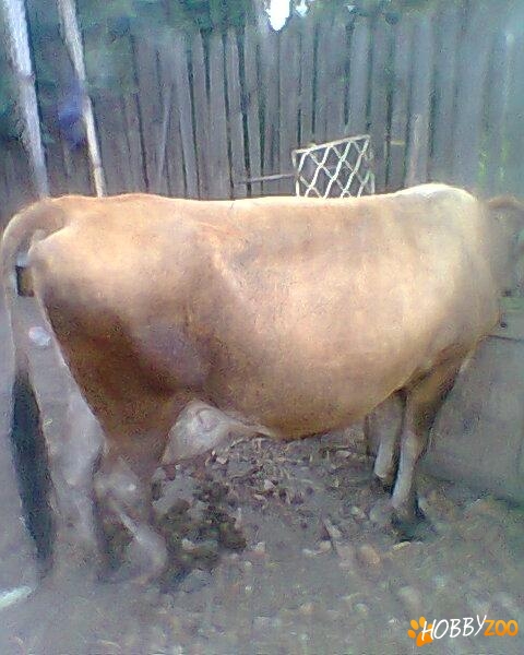 vaca holstein si bruna