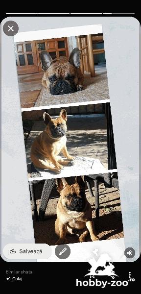 Ofer Monta Bulldog Francez 