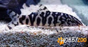 pesti Botia Lohachata