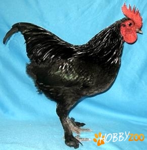 Pasari Australian Langshan