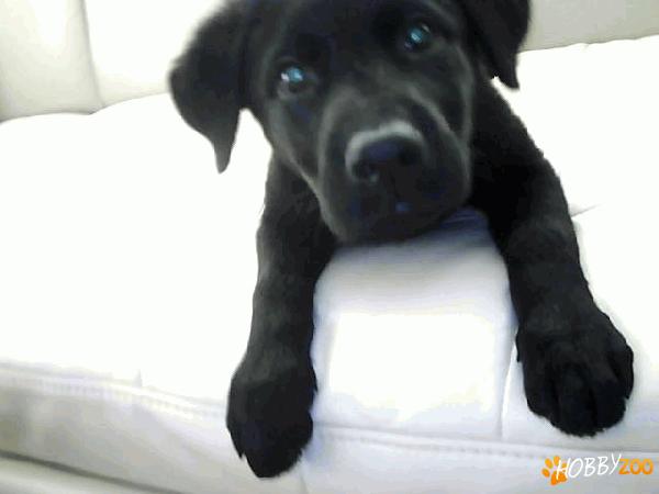 VIND LABRADOR