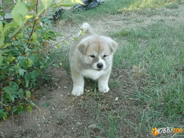 Akita Inu de vanzare