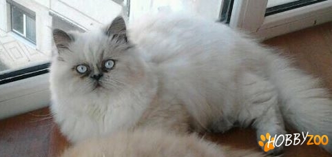 Vand pui pisica persana Himalayana