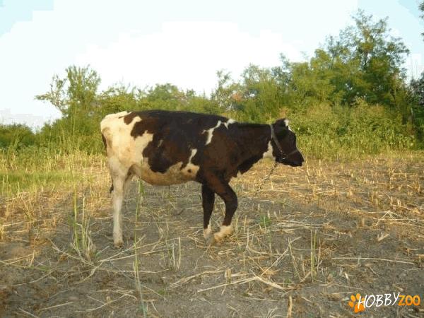 vand animale de ferma