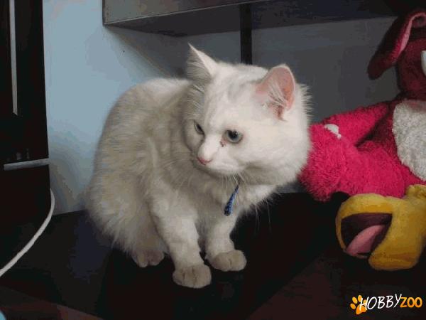 motan Angora turceasca alb 