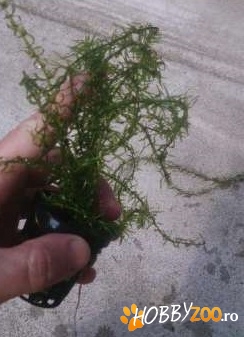 Planta de acvariu plutitoare 