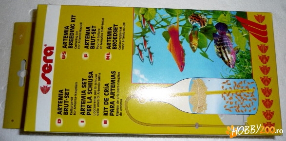 Cumpar Colisa Lalia femela