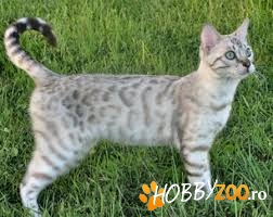 Snow bengal rasa pura