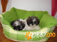 Canisa Kris Catei Shih-Tzu