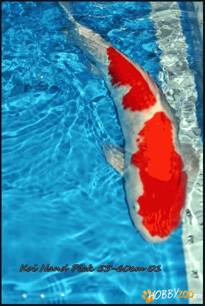 Pesti si plante pentru iaz