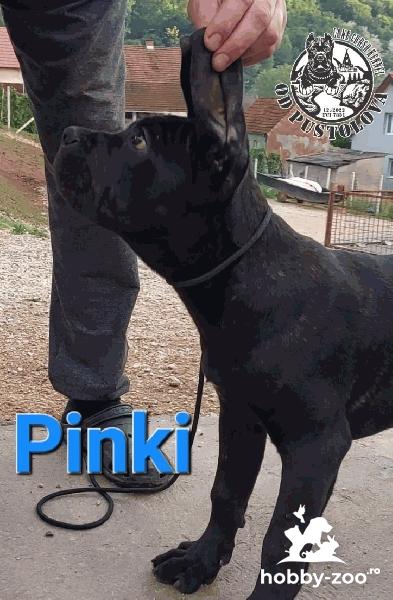 Cane Corso catelusi de vanzare