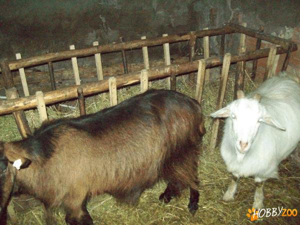 10 capre de lapte 3-5l la zi