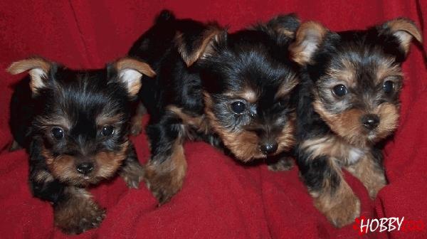  Pui de Yorkshire Terrier 