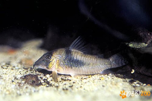 Corydoras septentrionalis