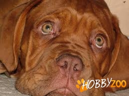 Asociaţia Chinologică Argus