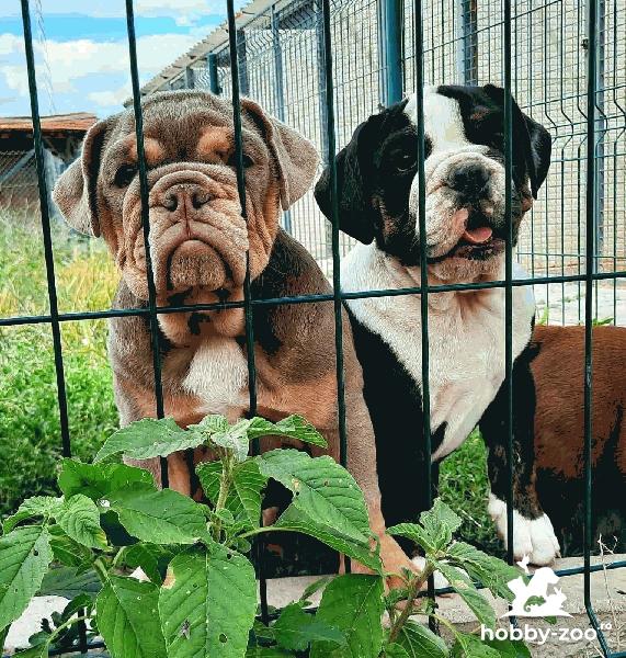 Bulldogi Exotici de Vânzare