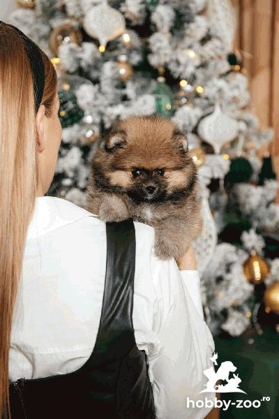 Pomeranian Spitz catelusi de vanzare