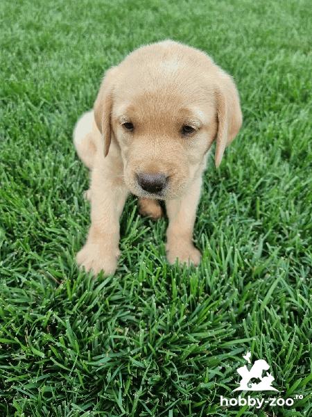 Labrador Retriever cu Pedigree tip A