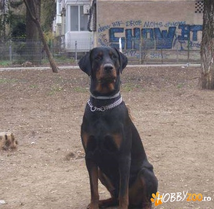 Spre Monta Mascul Dobermann