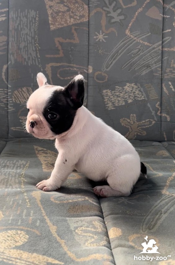 buldog francez cățeluși