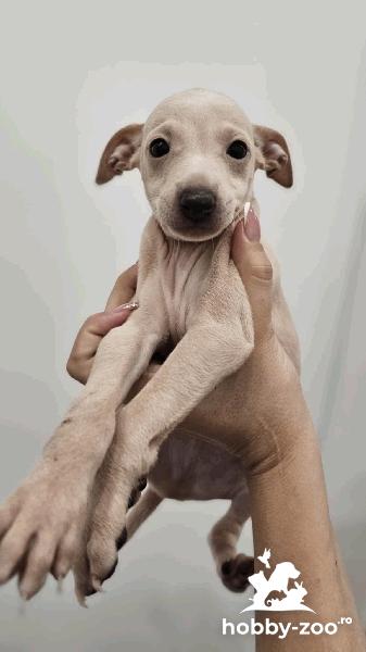Ogarul Italian (Italian Greyhound) cățeluși