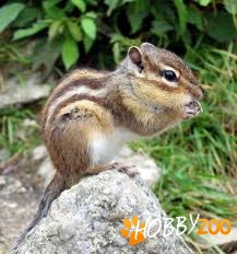 cumpar veverita siberiana 