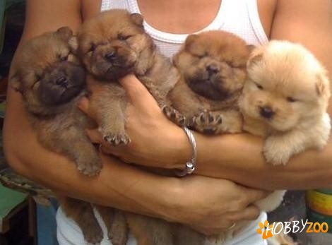 chow chow de vanzare