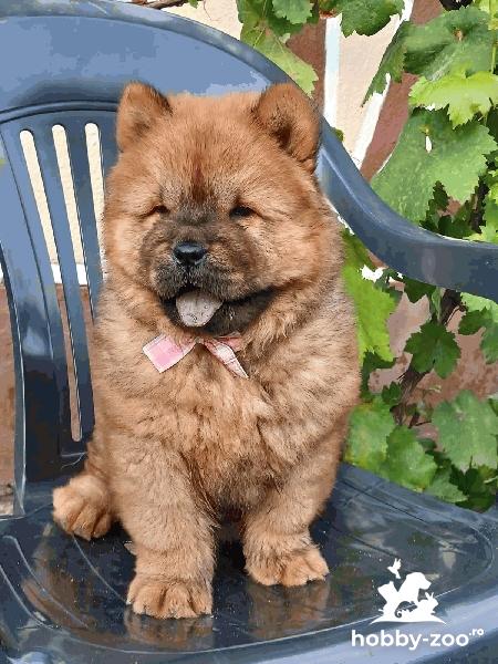 Catelusa Chow Chow 9 saptamani