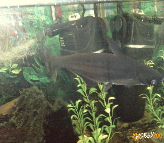 Vand peste pangasius