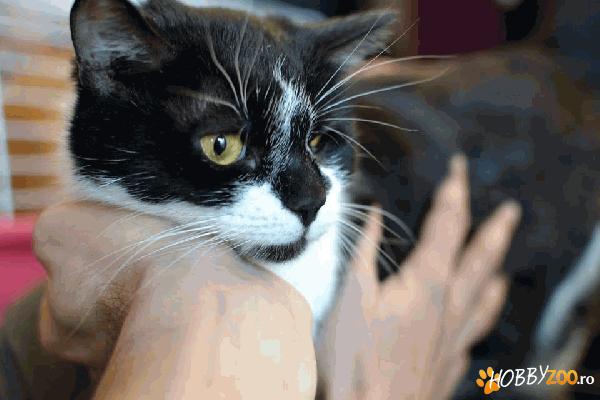 Pepy - pentru adoptie