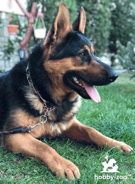 Pui ciobanesc german