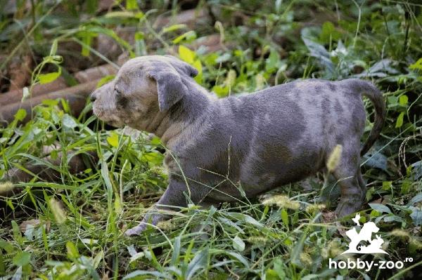 American pit bull terrier cățeluși