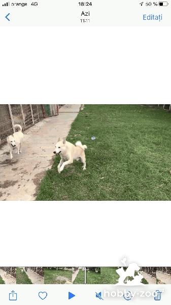 Oferta specială Laica siberian