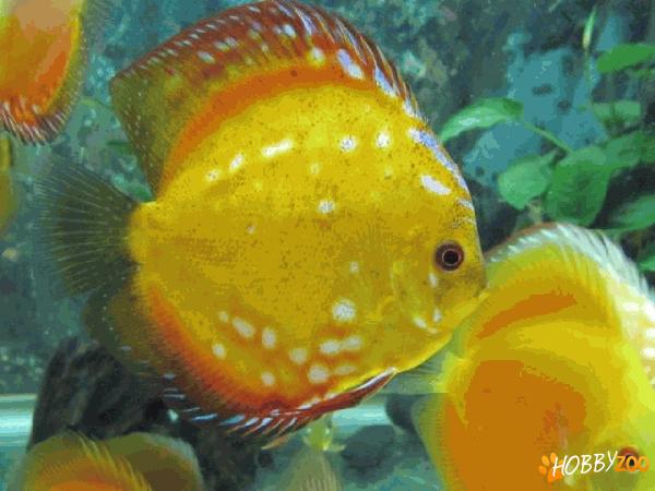 peste discus red malboro