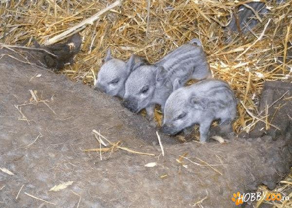 De vanzare purcei mangalita 