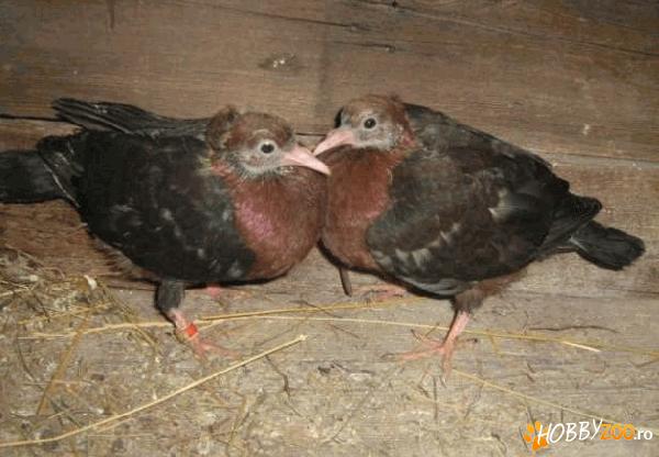 Porumbei bronzati arhanghel 