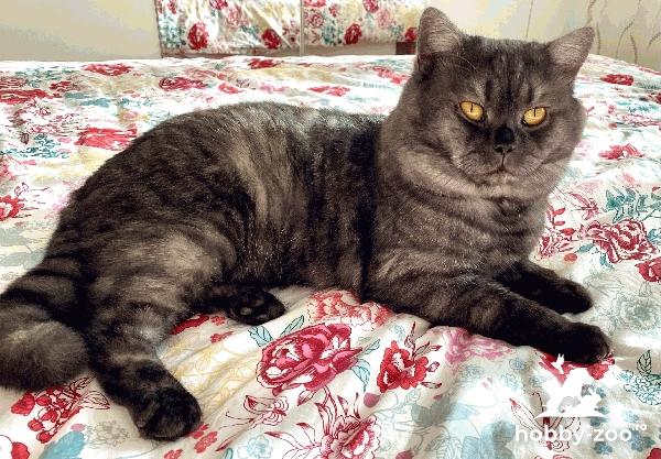 British shorthair smoked tabby