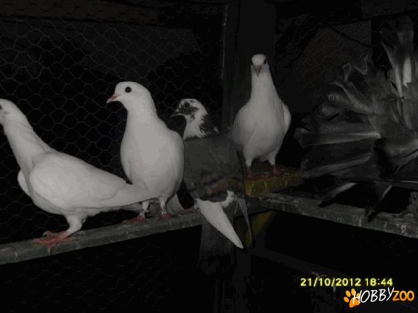 15 porumbei de vanzare