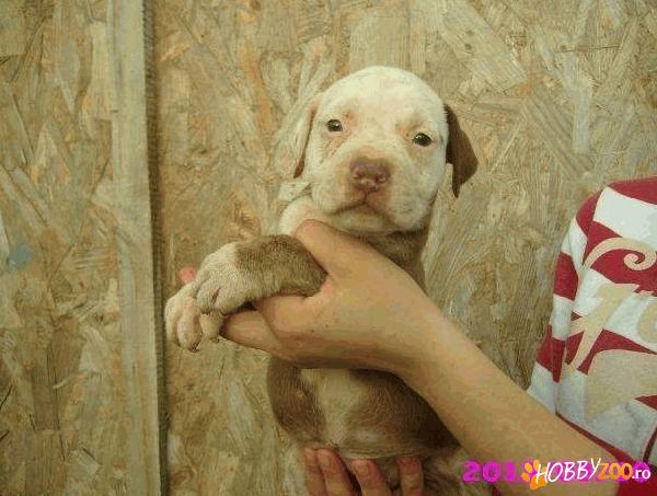 masculi si femele pitbull red nou