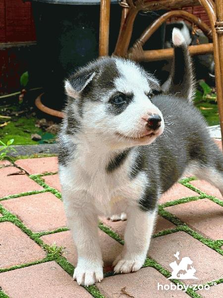 Pui husky siberian 5 femele și 2 masculi